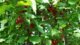 Кизил - ягода з корисними властивостями