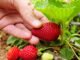 У цій статті ми розповімо про методи, які допоможуть вам отримати багатий урожай полуниці вже у травні.