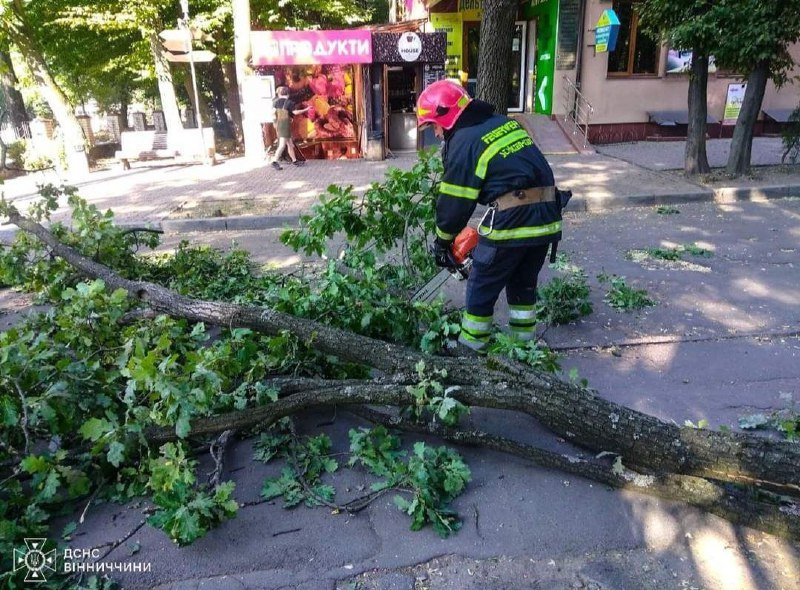 Поблизу лікарні у Вінниці впало дерево