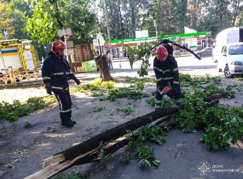 Поблизу лікарні у Вінниці впало дерево