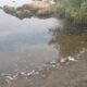 Риба в Ладижинському водосховищі.