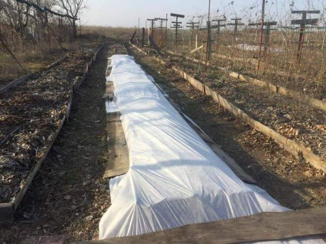 Вкритий на зиму виноград.