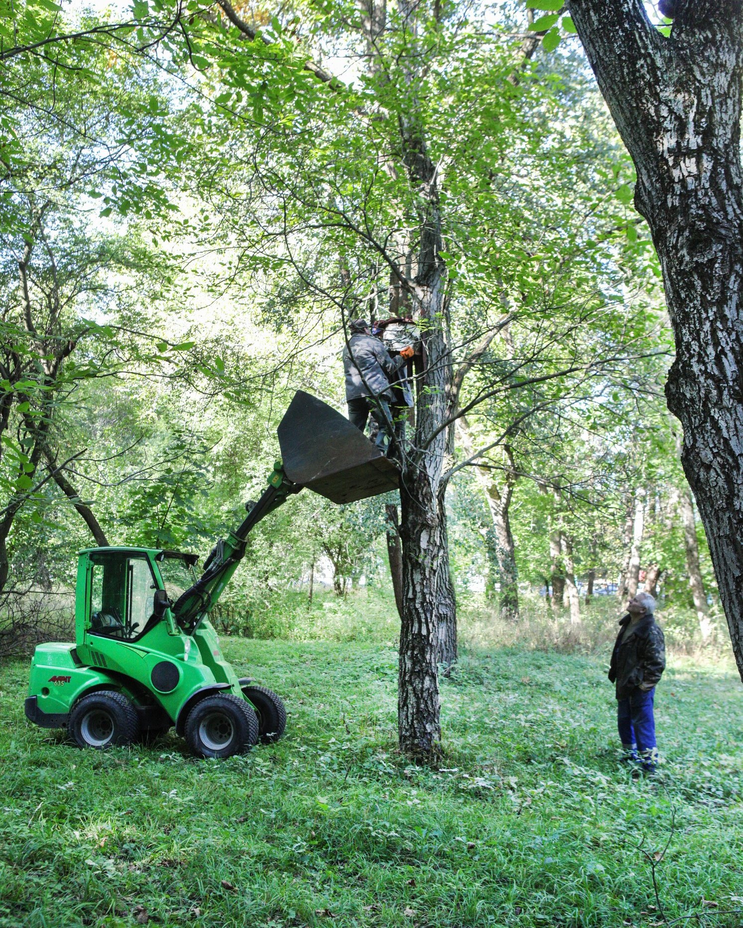 У вінницькому центральному парку встановили будиночки для кажанів