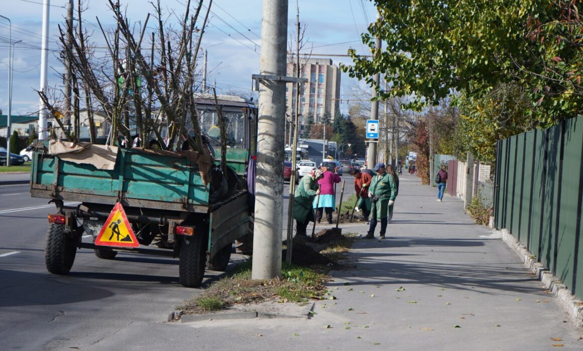 У Вінниці під зиму висаджують декоративні дерева