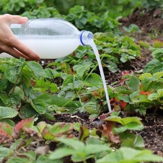 Підживлення полуниці.