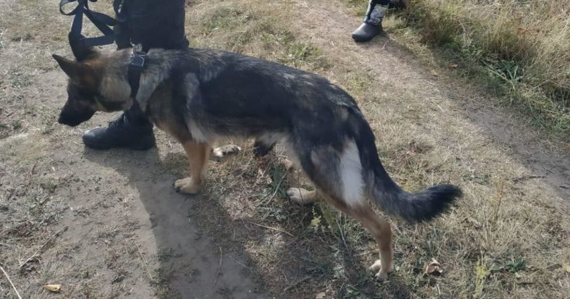 На Вінниччині бабуся добу пролежала у кущах на узбіччі дороги