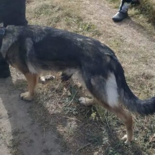 Шукали бабусю з собакою.