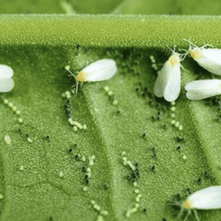 Білокрилка на рослинах.