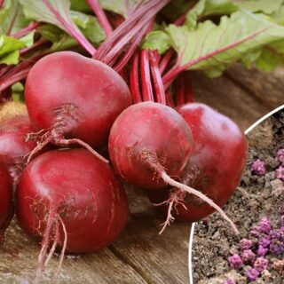 Сіємо буряки в листопаді.