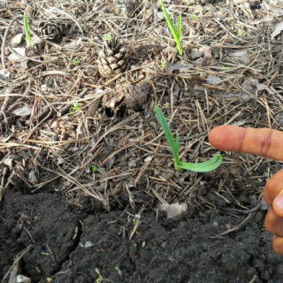 Посадки часнику.