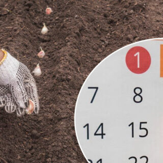 Ще можна встигти посадити часник.