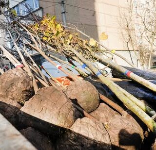 Дерева висаджують на місці аварійних.