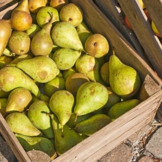 Зберігання груш.