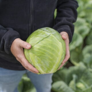 Закладаємо капусту на зберігання.