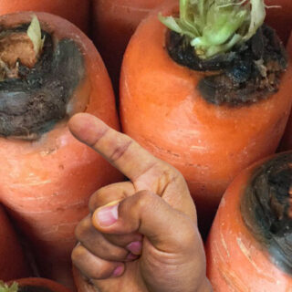 Як треба зберігати моркву.