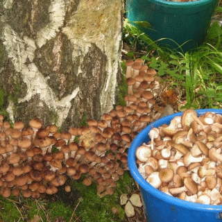 Опеньки можна вирощувати вдома.