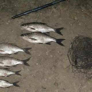 Ловив сіткою веризубів.