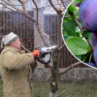 Обрізка сливи.