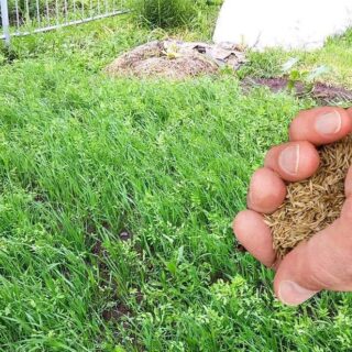 Сидерати для грунту.