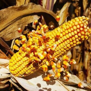 Урожай кукурудзи.