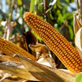 Збирають кукурудзу.