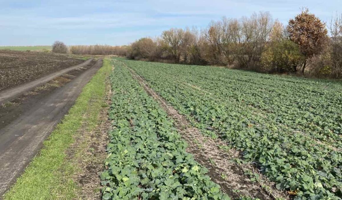 У Джулинській громаді виявили факти розорювання природних захисних смуг