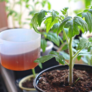 Підживлення розсади.