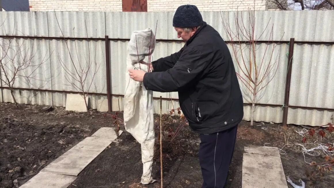 Грудень у саду: Як допомогти молодим саджанцям успішно пережити першу зиму