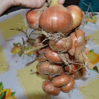 Зберігаємо цибулю.