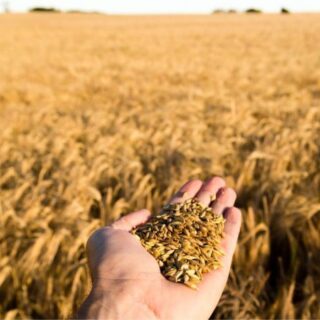 Зібрали урожай.