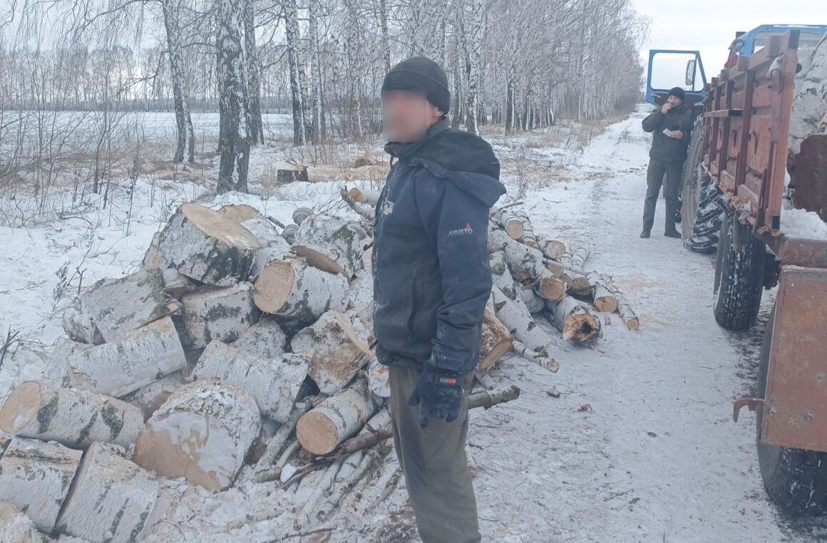 На Вінниччині виявили зрізані дерева ьта “чорних лісорубів” у лісосмузі