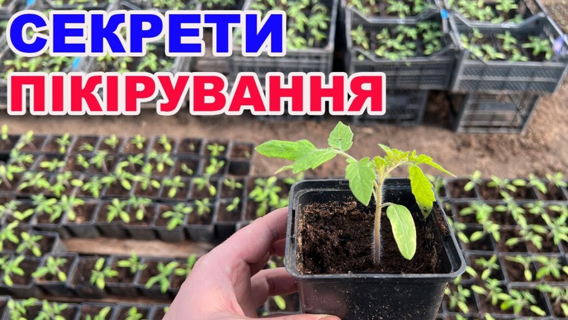 Березень на городі: Пікіруємо розсаду томатів