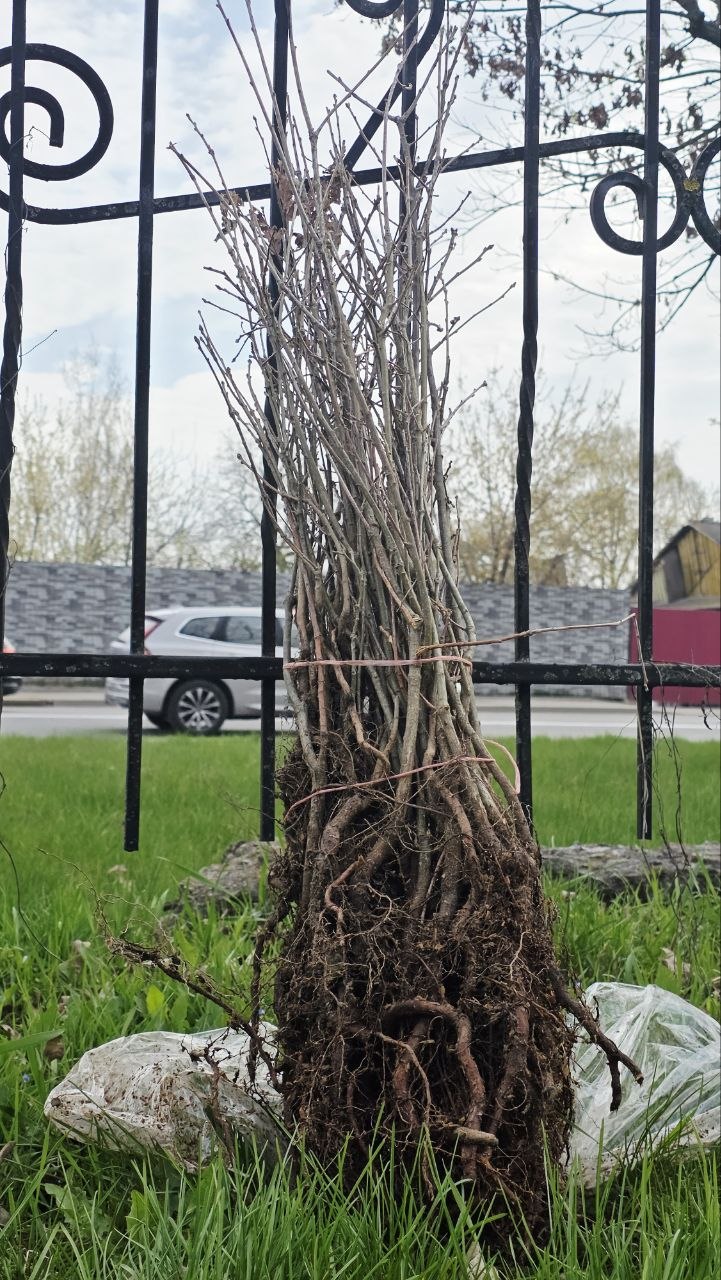 Під час акції «Шевченко єднає Україну» у Вінниці висадили 25 молодих дубків