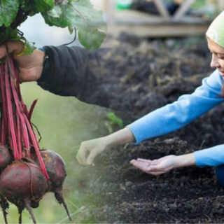 Сіємо буряк.