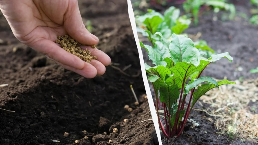 Квітень на городі: Сіємо буряк для щедрого врожаю