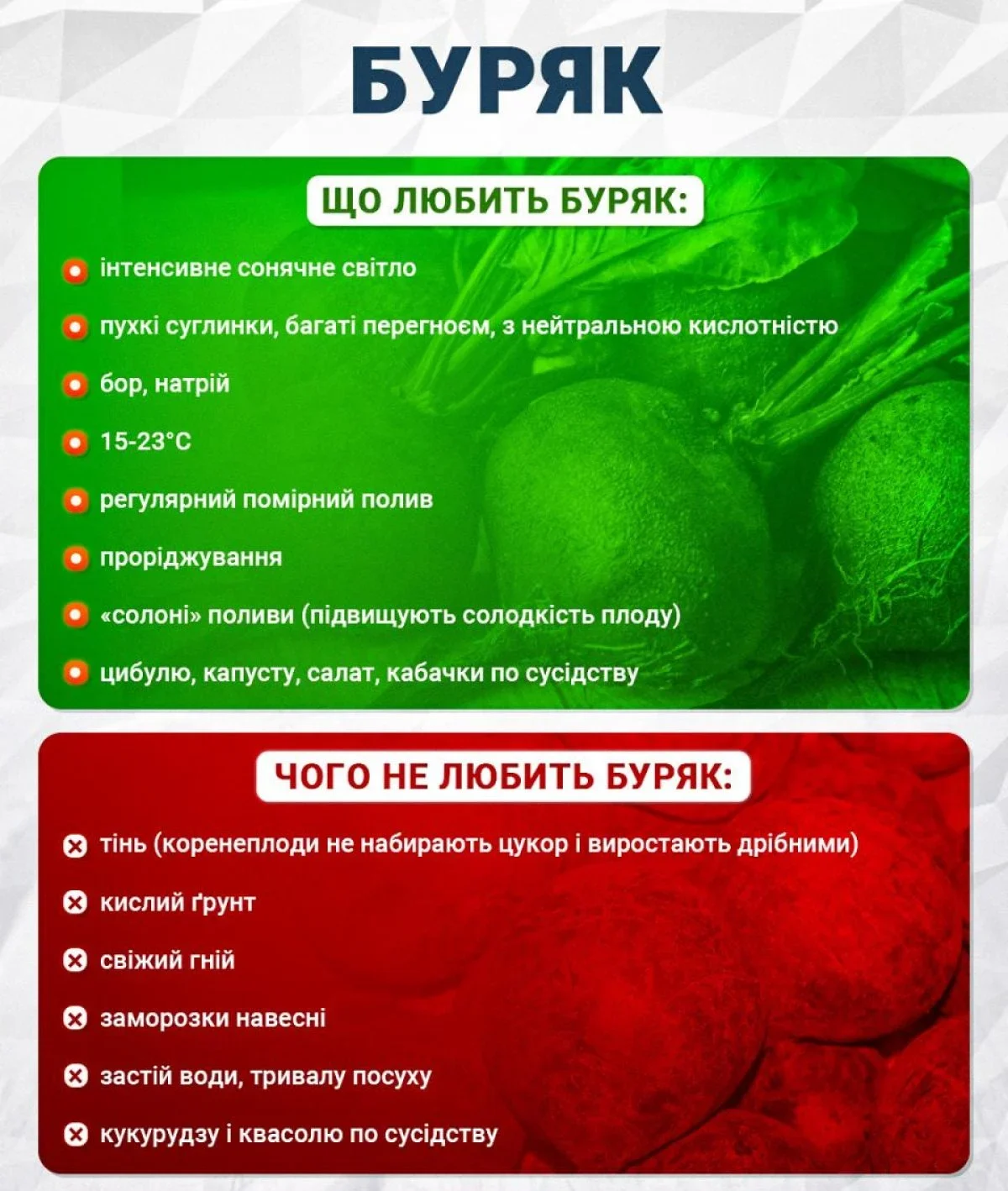 Квітень на городі: Сіємо буряк для щедрого врожаю