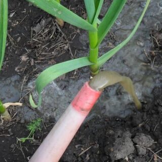 Підживлення для часнику.