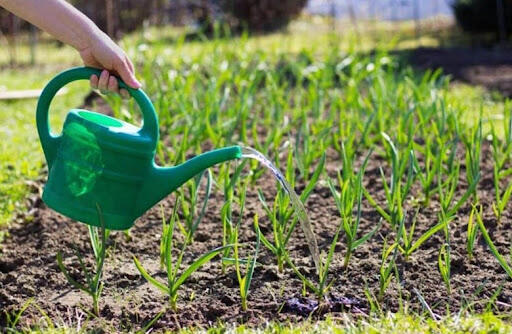 Квітень на городі: Дві обов’язкові весняні підгодівлі озимого часнику для багатого врожаю
