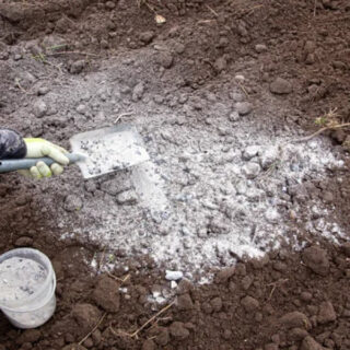 Підсипають город попелом.