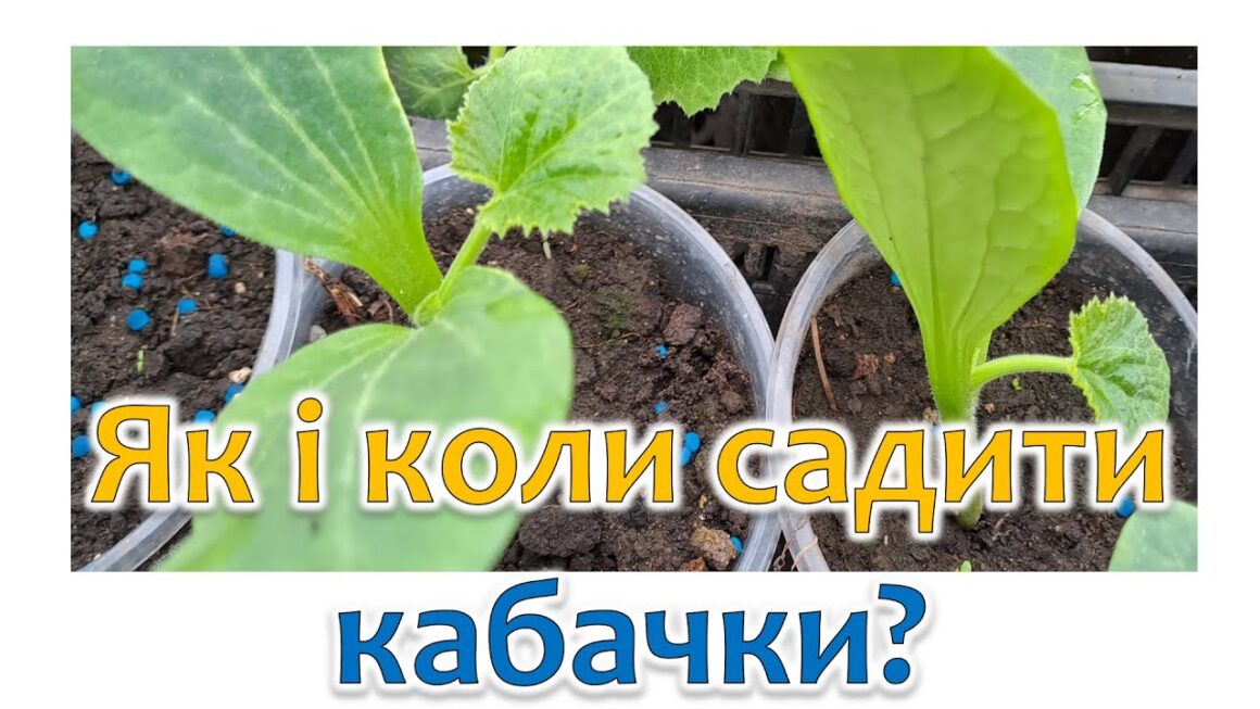 Квітень на городі: Коли вже час садити кабачки у відкритий ґрунт за місячним календарем