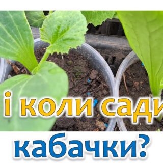 Сіємо кабачки.