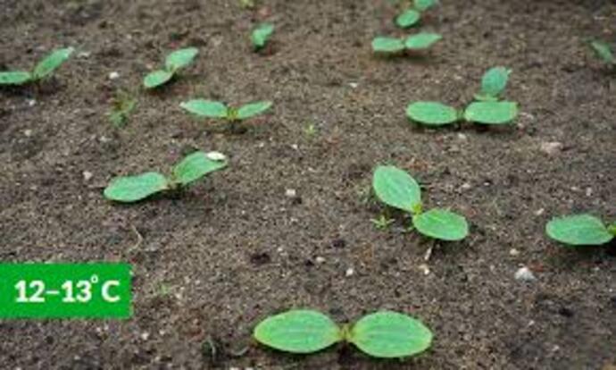 Квітень на городі: Коли вже час садити кабачки у відкритий ґрунт за місячним календарем