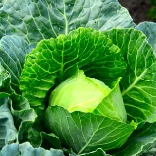 Капуста на городі.