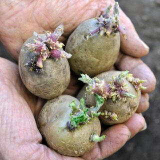 Готуємо картоплю.