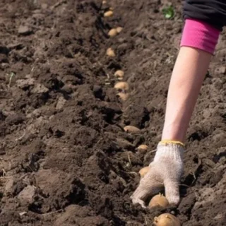 Час садити картоплю.