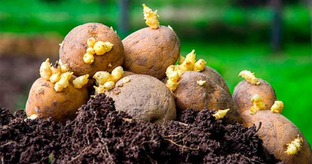 Квітень на городі: Готуємо картоплю до посадки