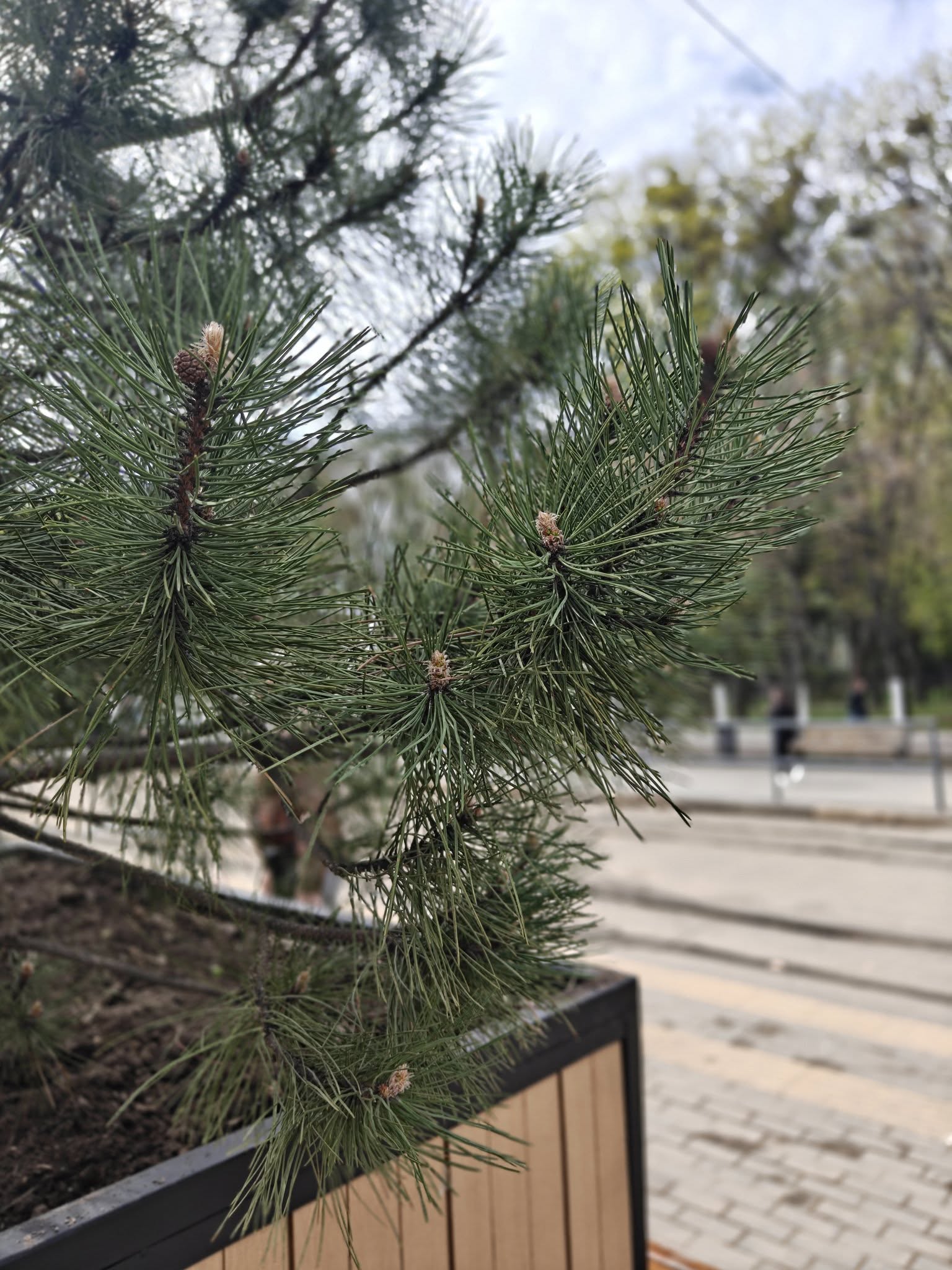 У Вінниці кашпо з деревами перенесли до зупинки «Медичний університет»