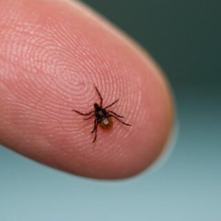 Активні кліщі.