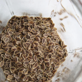 Насіння кропу.