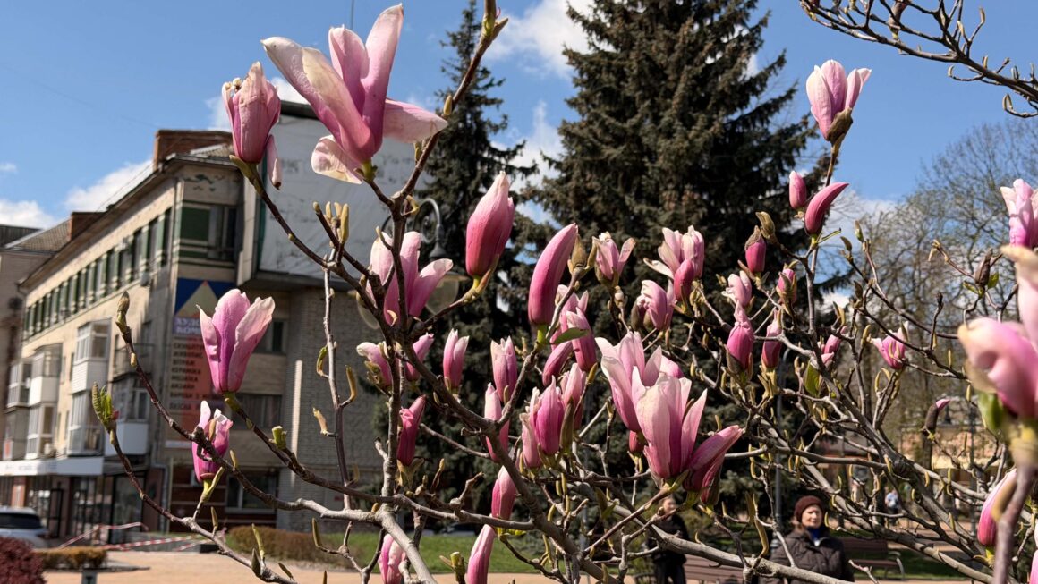 У центрі Вінниці, біля міської ради, зацвіли рожеві магнолії